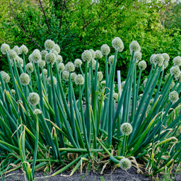[141] Perennial Onion (Allium cepa)