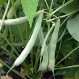 [247] Boucher Family Bean (Phaseolus vulgaris)