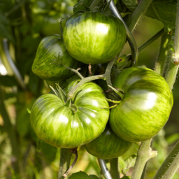 [T17] Tomate Green Zebra  (Solanum lycopersicum 'Green Zebra')