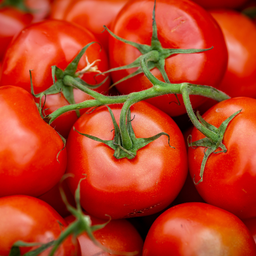 [317] Tomate Plourde  (Solanum lycopersicum 'Plourde')