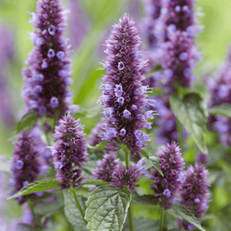 [003] Agastache fennel (Agastache foeniculum)