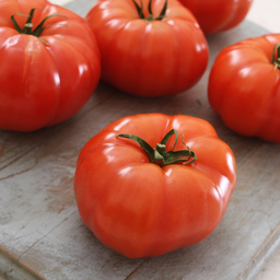 [T42] Tomate Savignac (Dufresne) (Solanum lycopersicum 'Savignac')