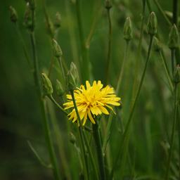 Scorsonère (Scorzonera hispanica)