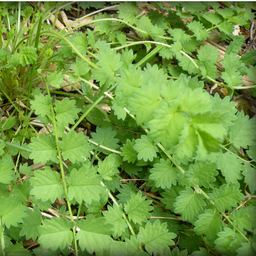 [173] Burnet (Sanguisorba minor)