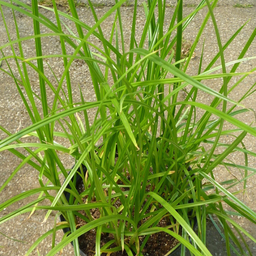 [208] Spanish nutsedge (Cyperus esculentus)