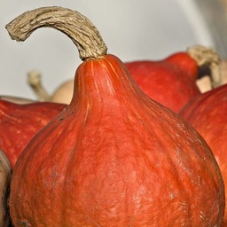 [071] Courge Boston Marrow (Cucurbita maxima)