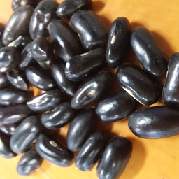 [241] Black Seed Butter Bean (Phaseolus vulgaris)