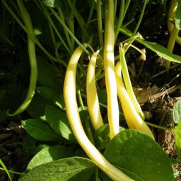 [A3] Haricot Beurre à Graine Noire (Phaseolus vulgaris var. nana 'Beurre à graine noire)