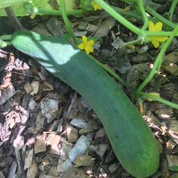 [064] Cucumber Aunt Alice (Cucumis sativus)