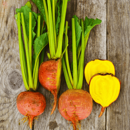 [033] Touchstone Gold Beet (Beta Vulgaris)