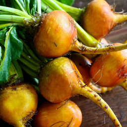 [033] Touchstone Gold Beet (Beta Vulgaris)