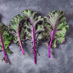 [058] Kale Red Russian (Brassica oleracea var. acephala laciniata)