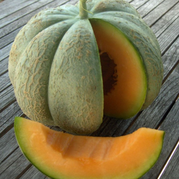 [126] Melon Oka (Cucumis melo)