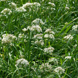 [059] Garlic chives (Allium tuberosum)