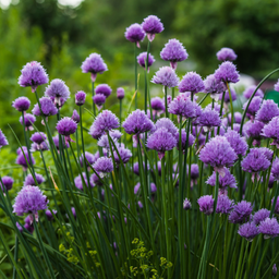 [060] Ciboulette commune (Allium schoenoprasum)