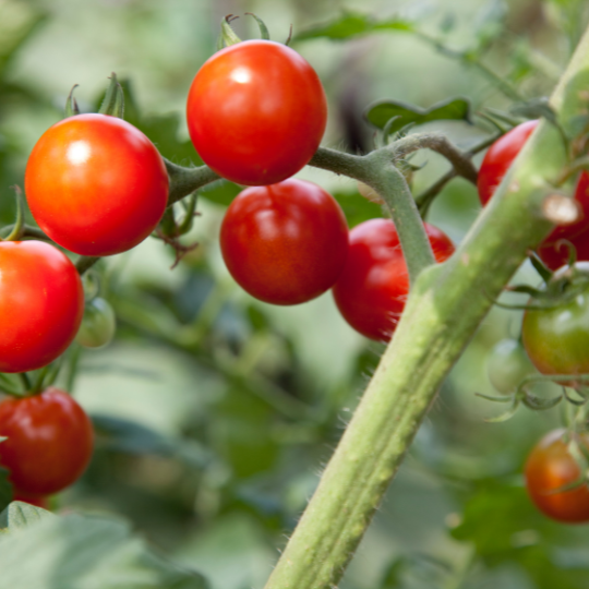 Petit Moineau Cherry Tomato (Solanum pimpinellifolium) | Terre promise