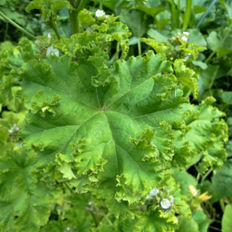 [119] Curly Mallow (Malva verticillata var. crispa)