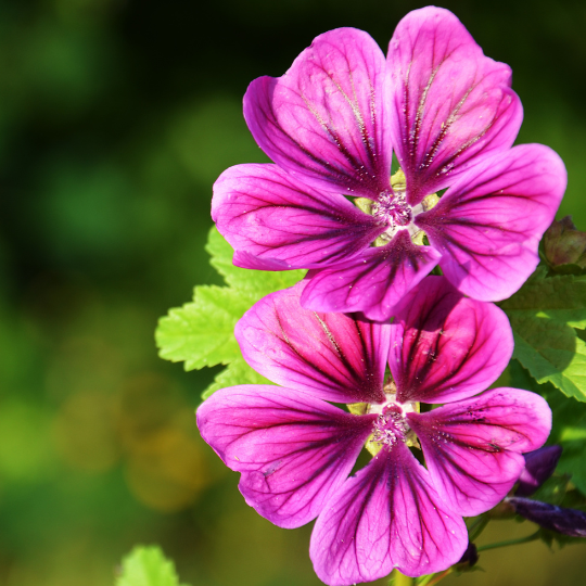 Malva Mauritiana