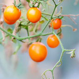 [334] Sun Drop Tomato (Lycopersicon esculentum 'Sun Drop')