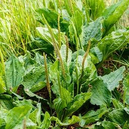 [088] Grand plantain (Plantago major)