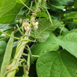 [A29] Haricot Skunk (Phaseolus vulgaris var. 'Skunk')