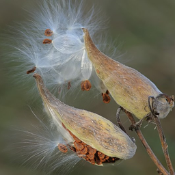 [12] Milkweed (Asclepias syriaca)