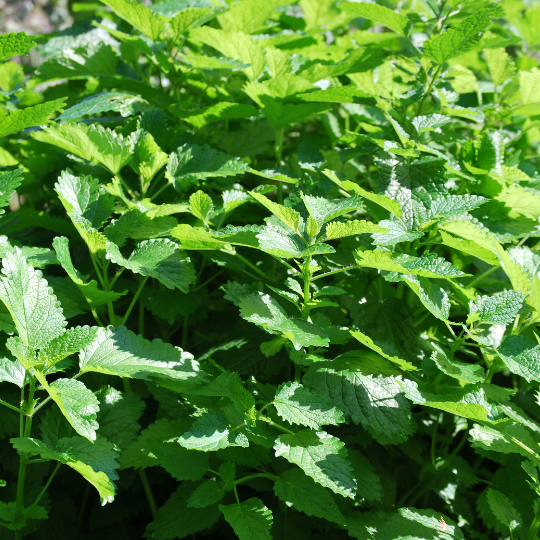 Lemon balm (Melissa officinalis) | Terre promise