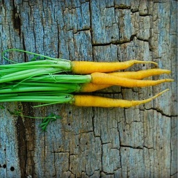 [042-1] Yellowstone Carrots (Daucus carota var. sativus)