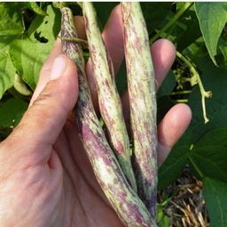 [264] Haricot nain Thibodeau du comté de Beauce (Phaseolus vulgaris)