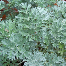 [1] Wormwood (Artemisia absinthium)