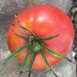 [296] Tomato 'Ice Grow' (Solanum lycopersicum 'Ice Grow')