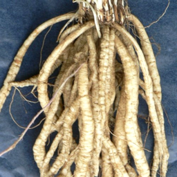 [048] Skirret (Sium sisarum)