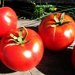[320] Tomato Quebec #13 (Solanum lycopersicum)