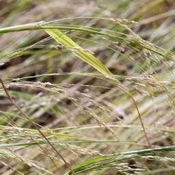 [217-1] Teff (Eragrostis tef)