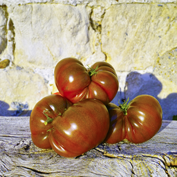 [T28] Tomate 'Noire de Crimée' ( Solanum lycopersicum ' Noire de Crimée')