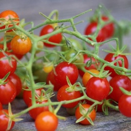 [294] Tomate groseille de Léon (Solanum pimpinellifolium)
