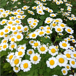 [037] Feverfew (Tanacetum parthenium)