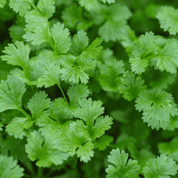 [068] Coriander (Coriandrum sativum)