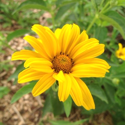 [090] Sunflower Heliopsis (Heliopsis helianthoides)