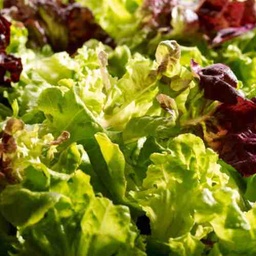 [102] Lettuces Mixt (Lactuca sativa)