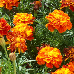 [140] Tagètes ( Tagetes sp.)