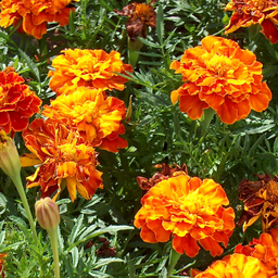 [140] Tagètes (Tagetes sp.)