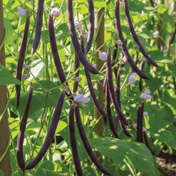 [268] ﻿Haricot nain Velour (Phaseolus vulgaris)﻿
