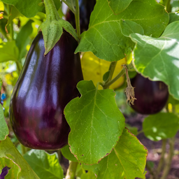 [019] Eggplant 'Mordon Midget' (Solanum melongena)