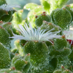 [85] Ficoïde Glaciale ( Mesembryanthemum crystallinum)