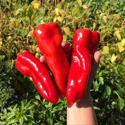 [243] Aconcagua pepper (Capsicum anuum)