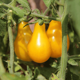 [318] Poire jaune Cherry Tomato (Solanum lycopersicum)