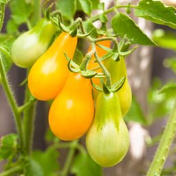 [318] Yellow Pear Tomato (Solanum lycopersicum)