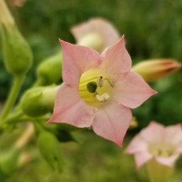 [209] Black Sea Tobacco (Nicotiana tabacum)