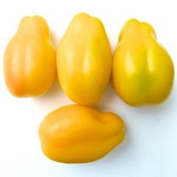 [T48] Tomate Yellow Bell (Solanum lycopersicum)